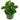 Peperomia Obtusifolia