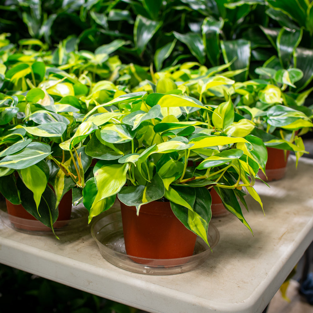 philodendron brasil yellow Natural plants - Philodendron Brazil