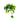 Philodendron Cordatum