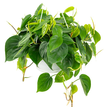 Philodendron Cordatum