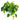 Philodendron Cordatum
