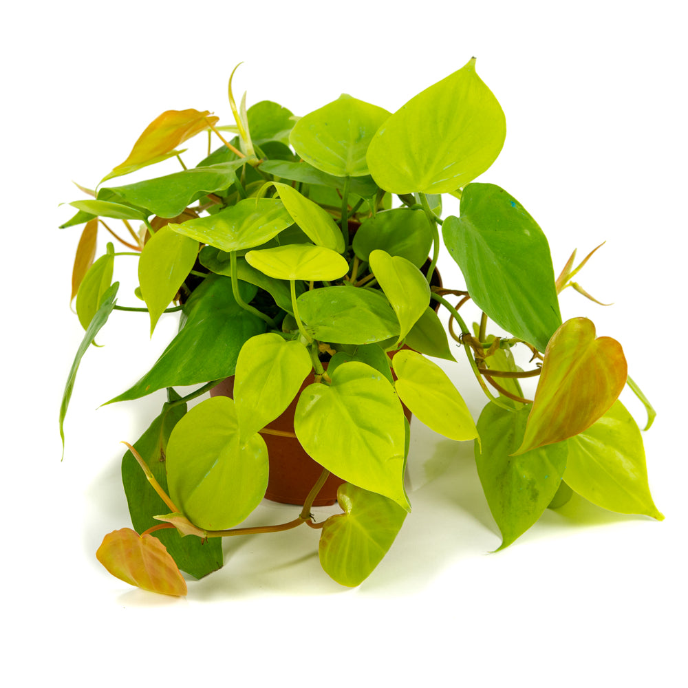 philodendron lemon cuidados Natural plants - Philodendron Lemon