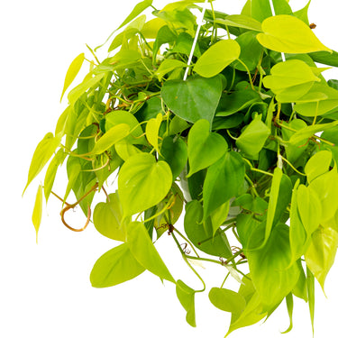 Philodendron Lemon