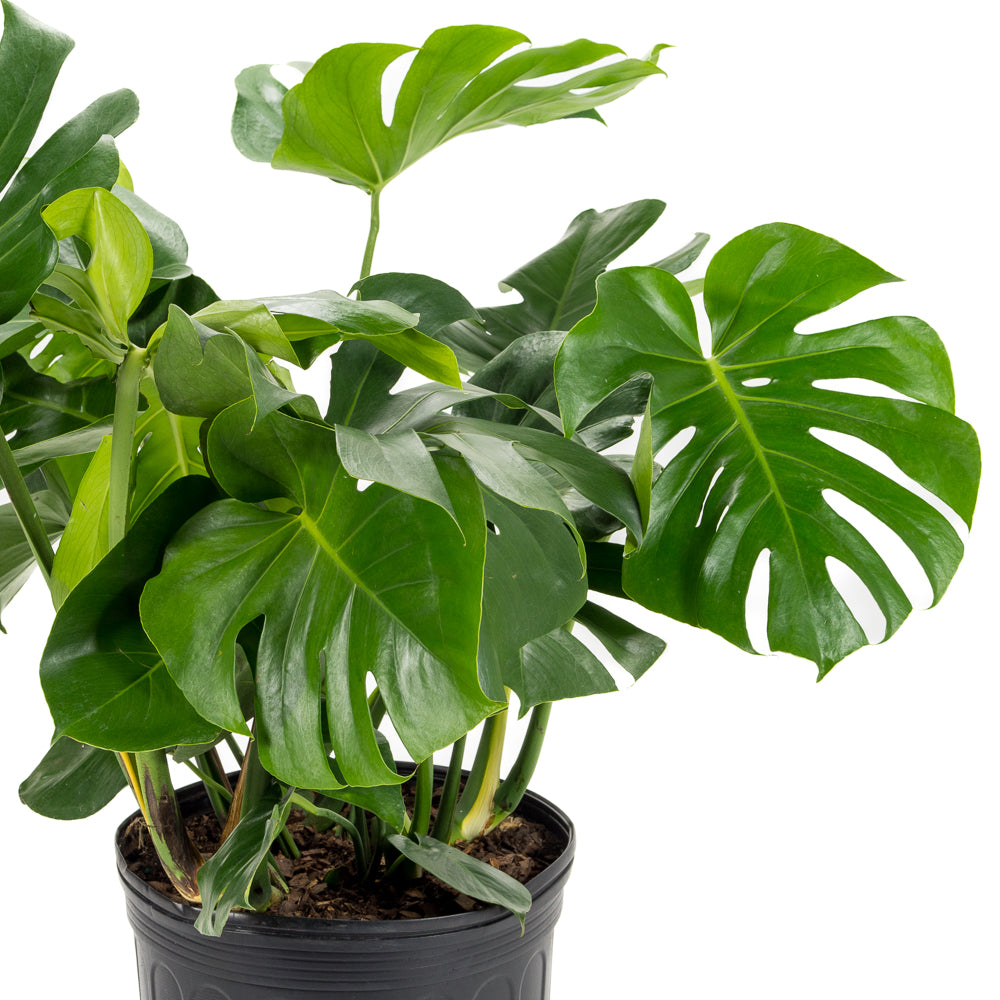 monstera deliciosa faux philodendron Natural plants - Philodendron Monstera
