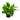 Philodendron Moonlight