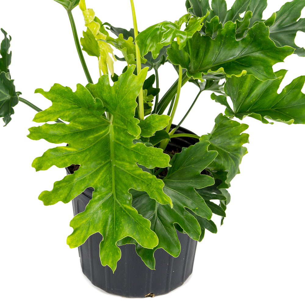 philodendron à feuilles bipinnatifides Plantes naturelles - Philodendron Selloum