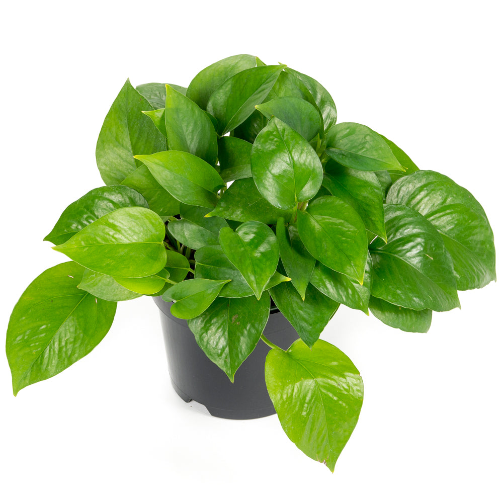 pothos entretien Plantes naturelles - Pothos Jade