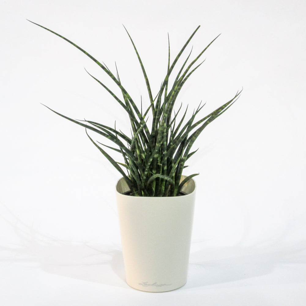 sansevieria fernwood benefits Natural plants - Sansevieria Fernwood