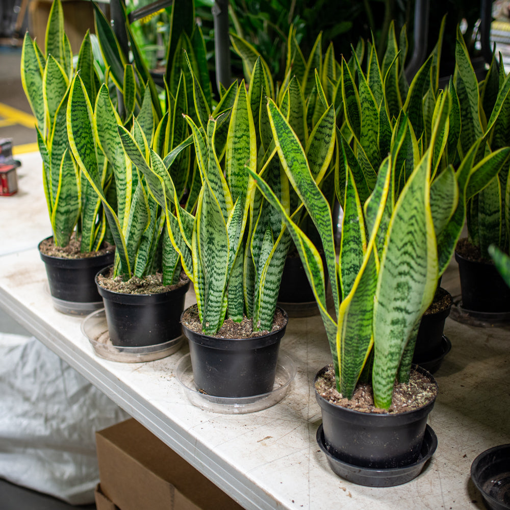 plante sansevieria Natural plants - Sansevieria Laurentii