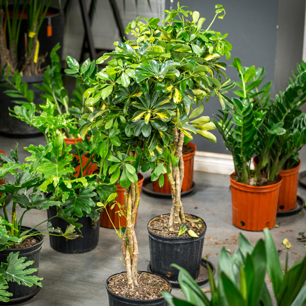 schefflera arboricola braid Natural plants - Schefflera Gold Capella - braid
