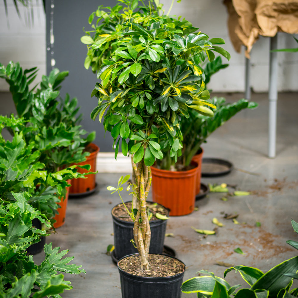 gold capella house plant Natural plants - Schefflera Gold Capella - braid