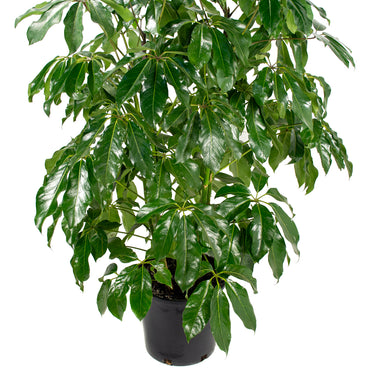 Schefflera Amate