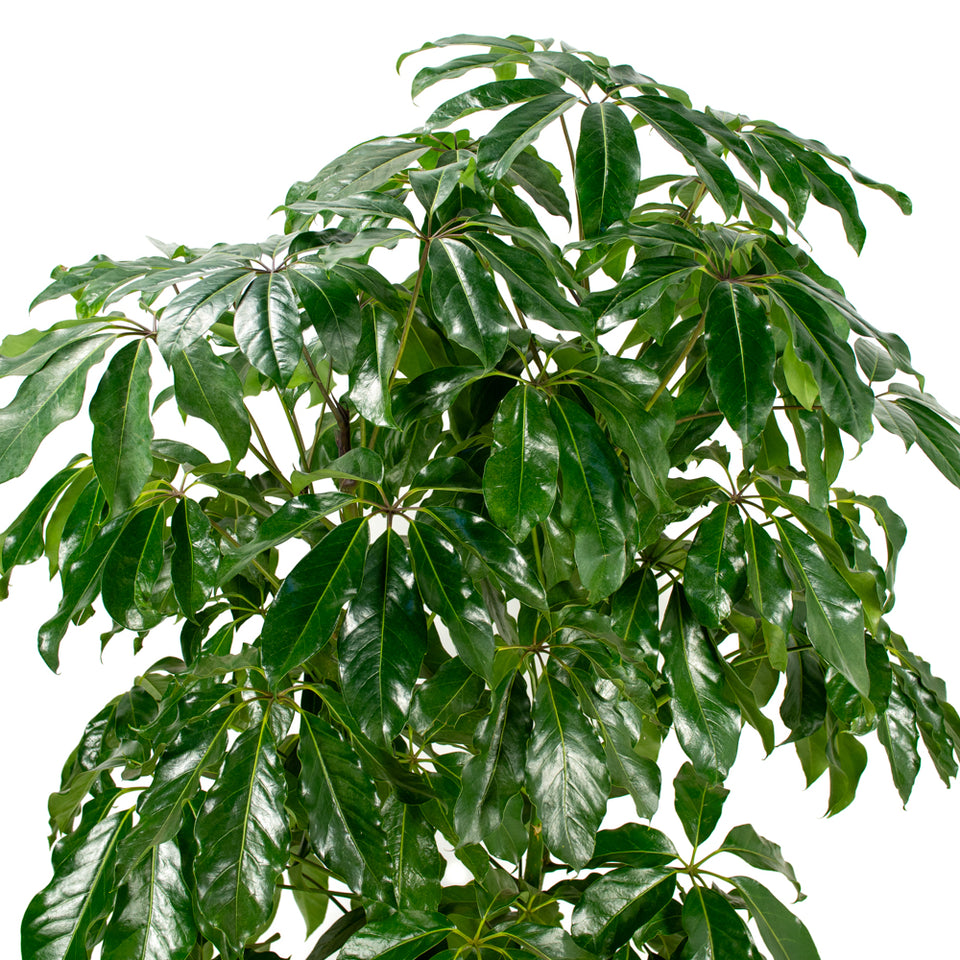 Natural plants - Schefflera Amate - Alphaplantes