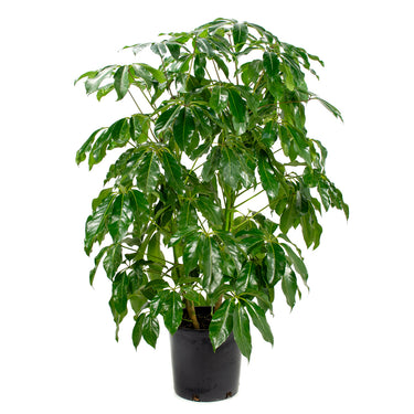 Schefflera Amate