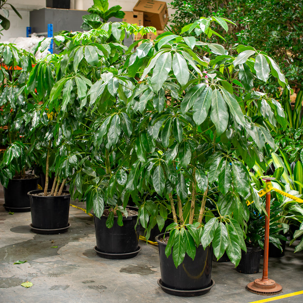 schefflera amate house plant Natural plants - Schefflera Amate