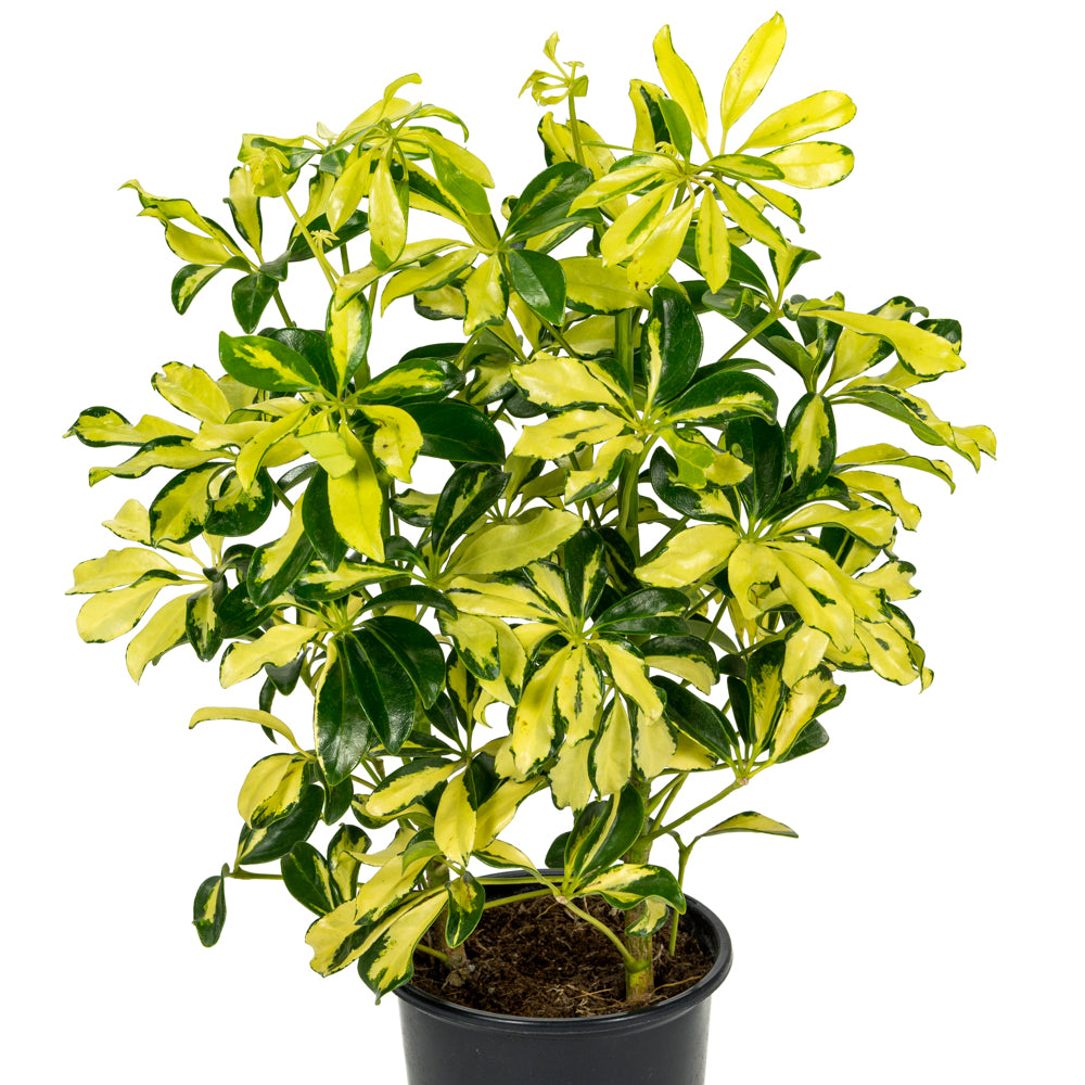 schefflera arboricola gold capella Natural plants - Schefflera Gold Capella
