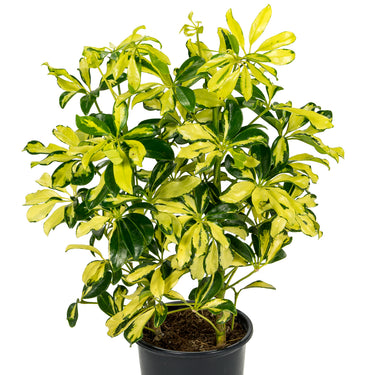 Schefflera Gold Capella
