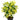 Schefflera Gold Capella