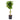 Schefflera Gold Capella - braid