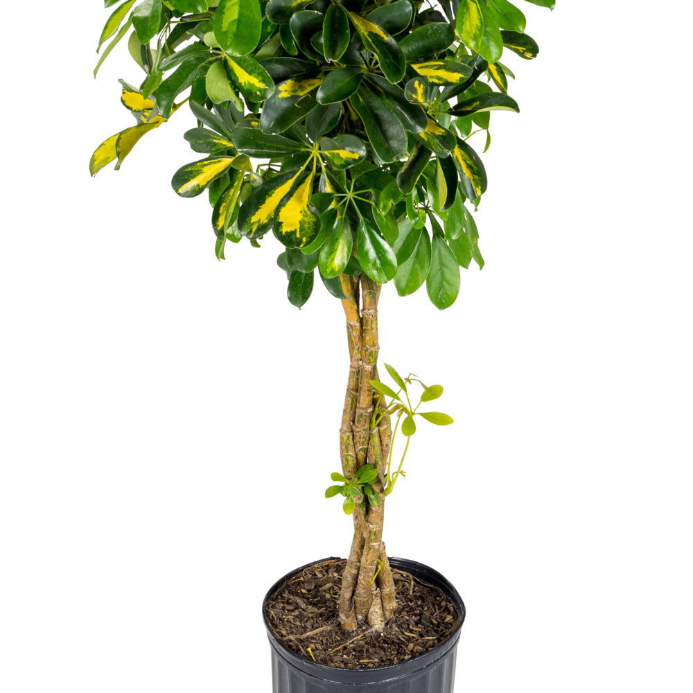 schefflera arboricola capella column Natural plants - Schefflera Gold Capella - braid