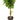Schefflera Gold Capella - braid