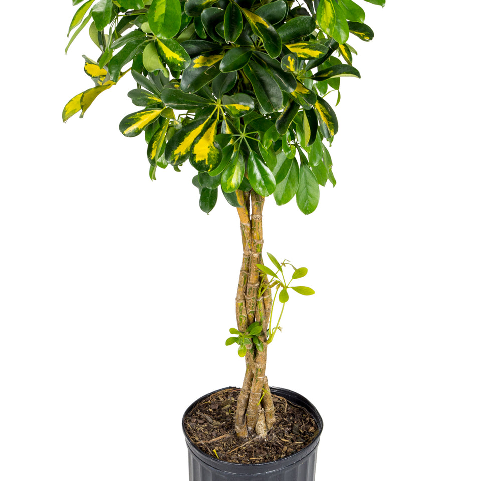 Natural plants - Schefflera Gold Capella - braid - Alphaplantes