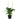 Spatiphyllum