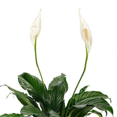 Spatiphyllum
