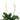 Spatiphyllum