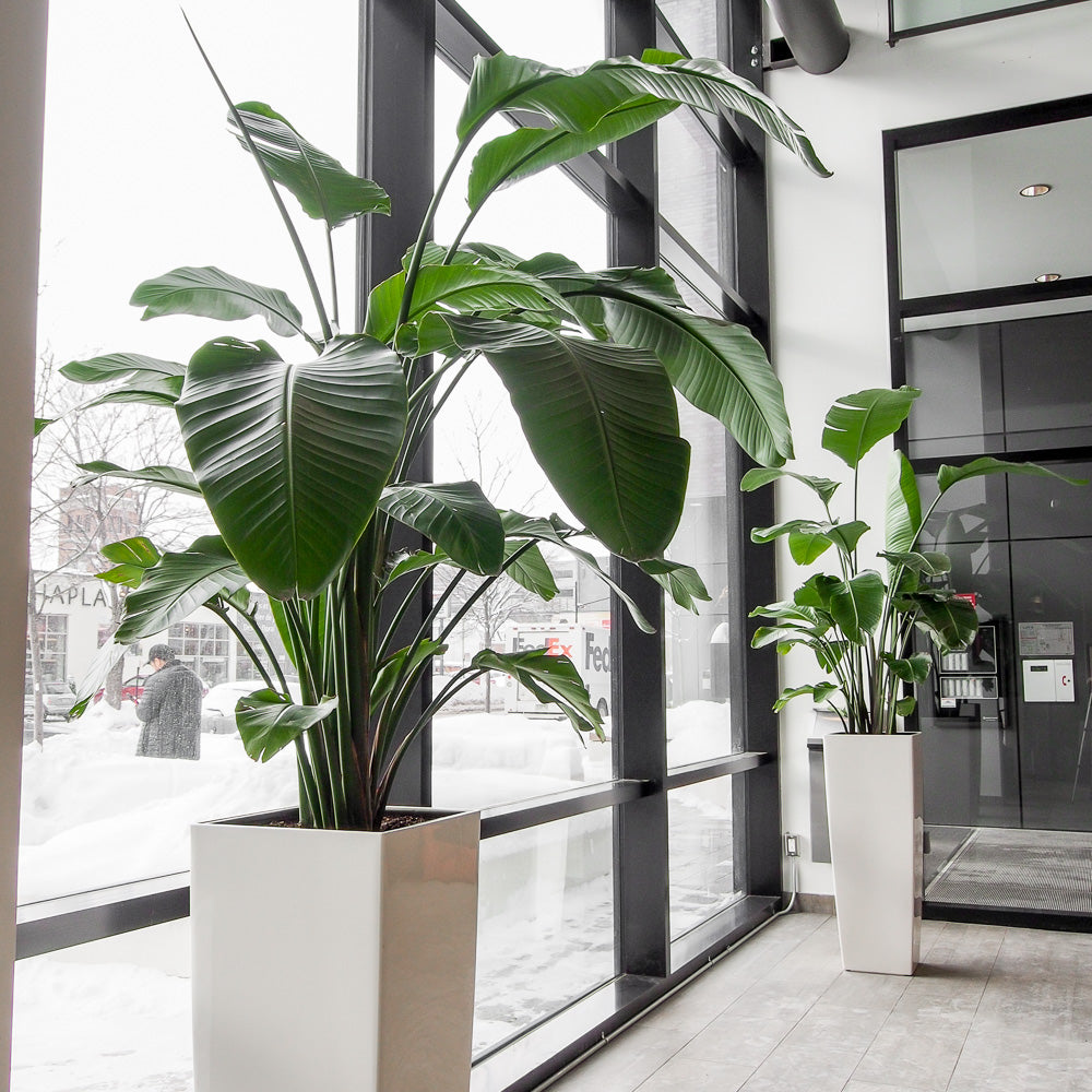 nicolai plant indoor Natural plants - Strelitzia Nicolai