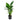 Strelitzia Nicolai