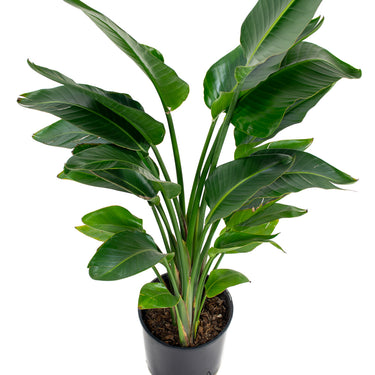 Strelitzia Nicolai