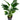 Strelitzia Nicolai