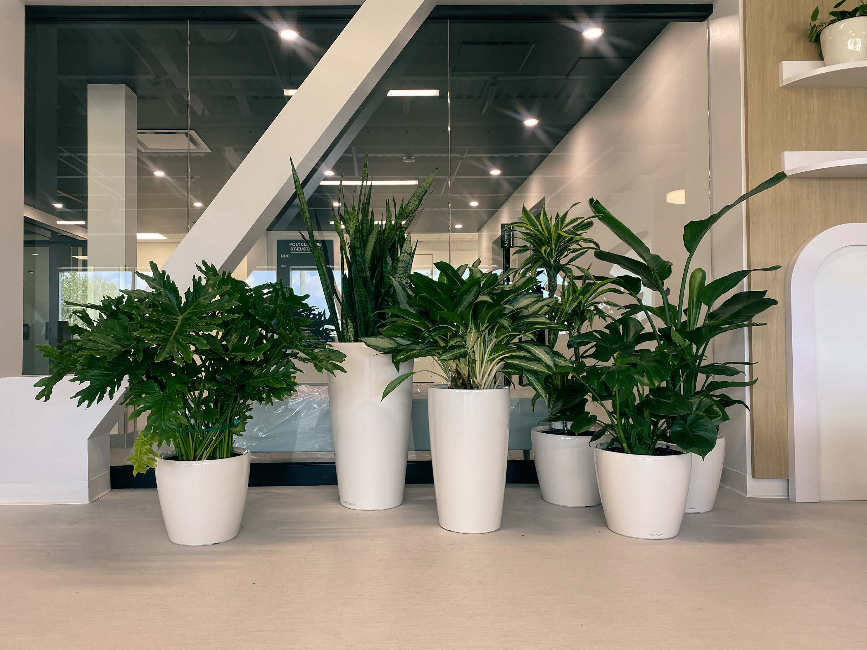 Alphaplantes - Your Source for Natural and Artificial Plants for Workspaces