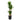Yucca - canne