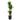 Yucca - cane