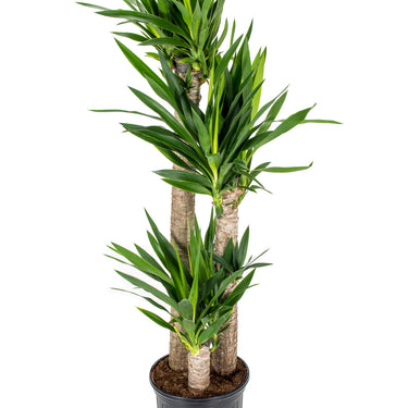 Yucca - canne