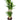 Yucca - cane