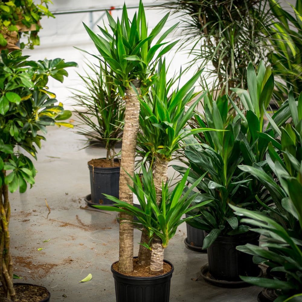 yucca cane 中文 Plantes naturelles - Yucca - cane