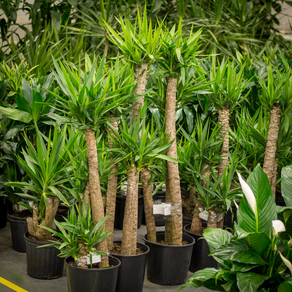 yucca cane 1ppp Plantes naturelles - Yucca - cane