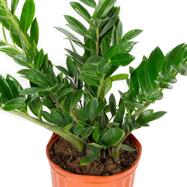 Zamioculcas