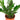 Zamioculcas