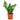 Zamioculcas