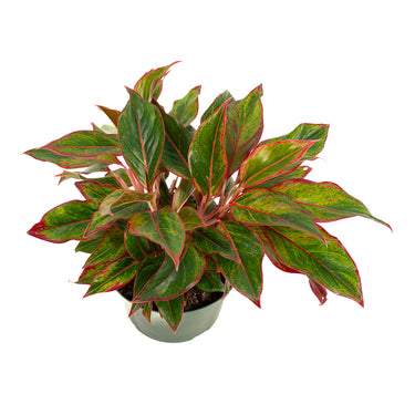 Aglaonema Siam