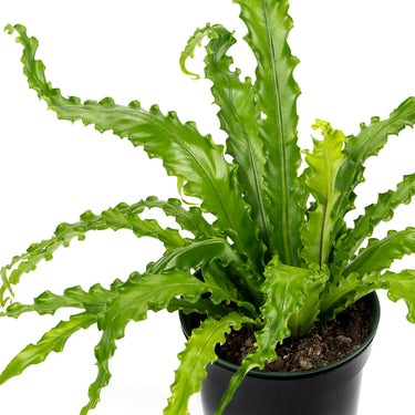 Asplenium