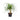 Beaucarnea