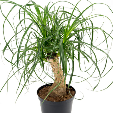 Beaucarnea