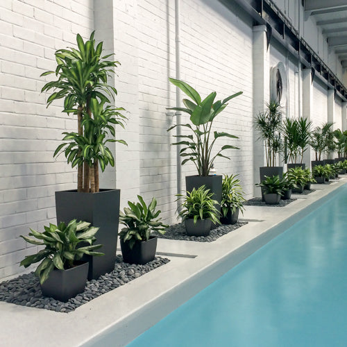 plantes d'intérieur piscine hôtel
