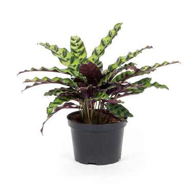 Calathea Lancifolia
