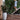 Capi Nature - Elegant Row